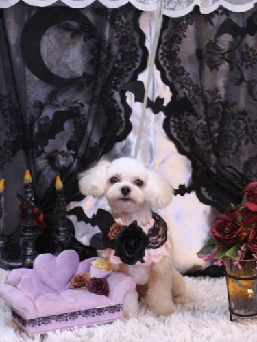 20231010シェリーちゃん